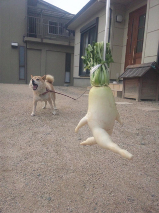 Illustration for article titled How a Japanese Radish Became an Internet Hero
